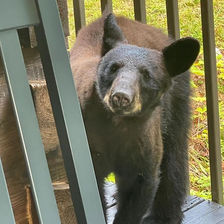 Bears Among Us Vila Gatlinburg Exterior foto