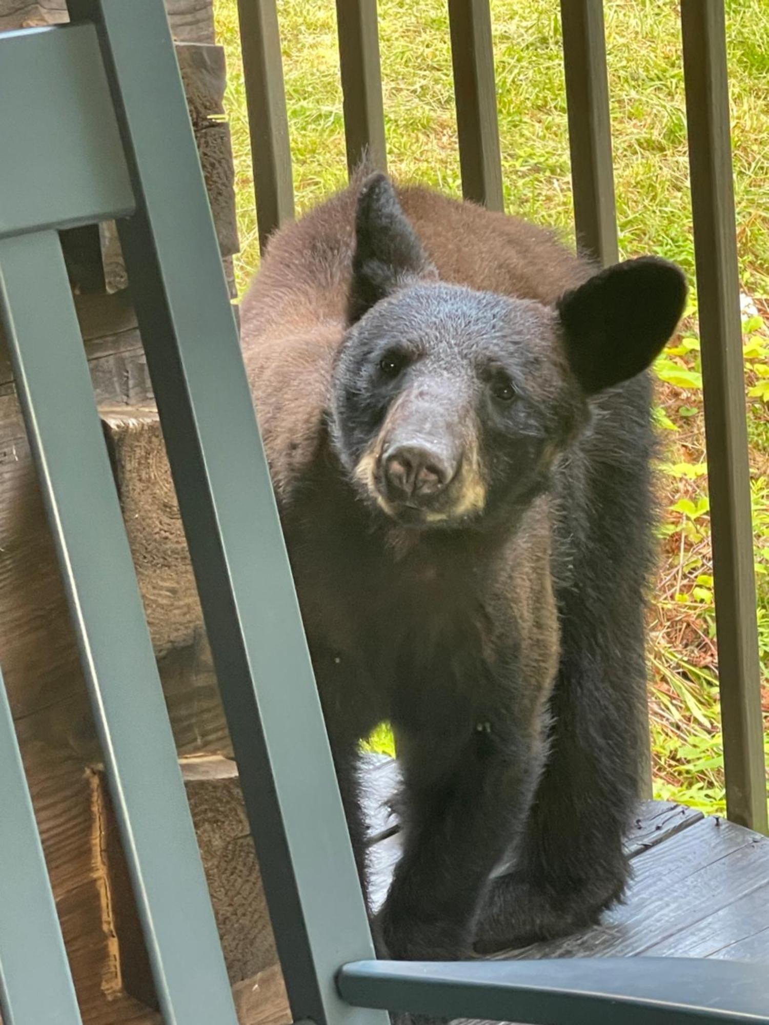 Bears Among Us Vila Gatlinburg Exterior foto