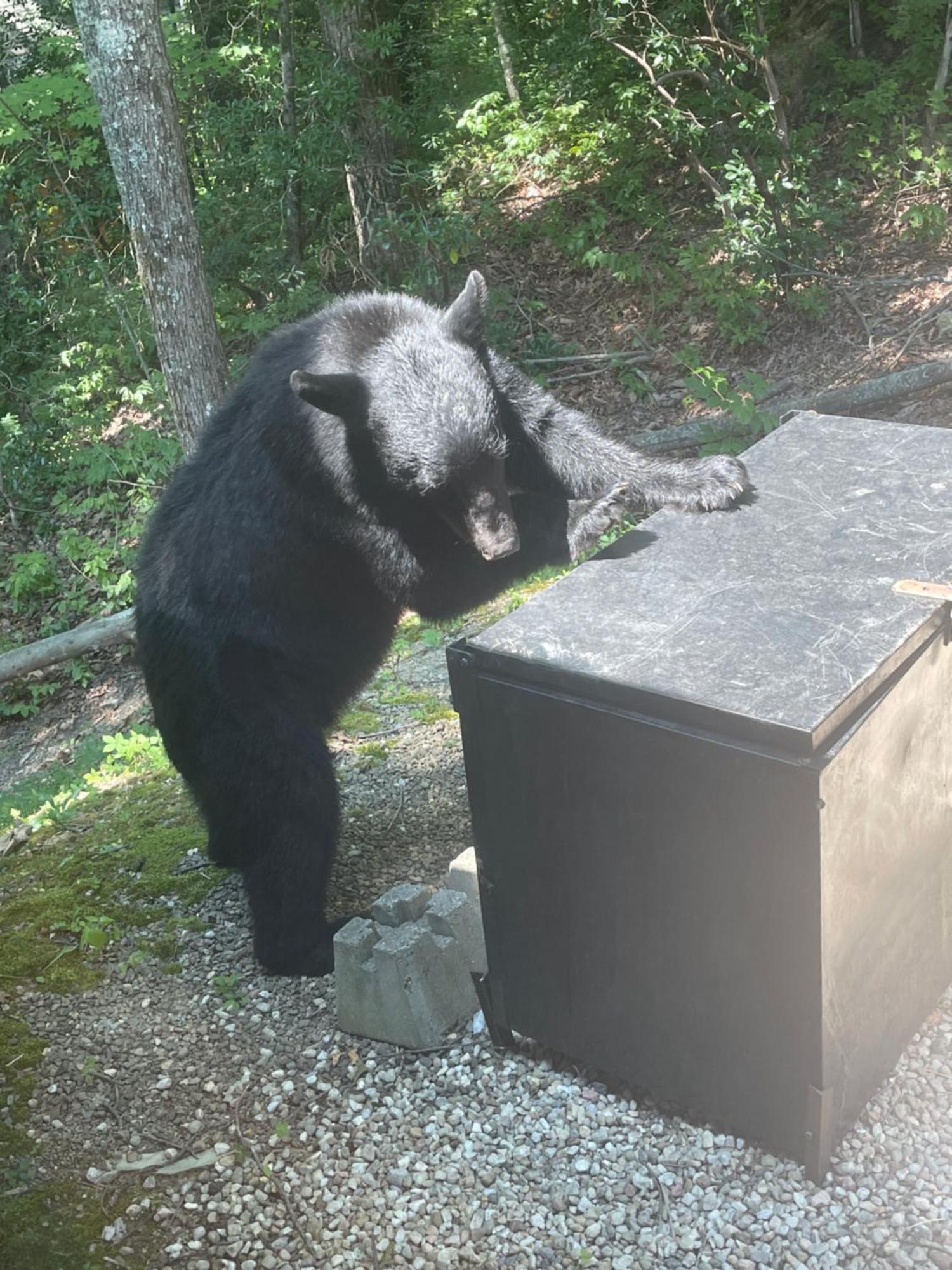 Bears Among Us Vila Gatlinburg Exterior foto